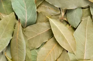Bay Leaf Extract (Laurus nobilis L.) – Greenext Certified B2B Supply